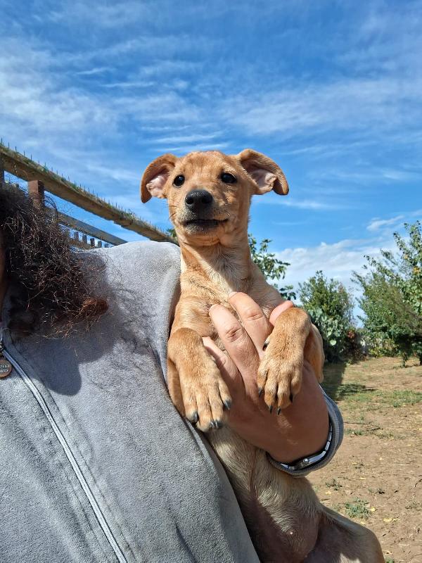 Chicca cucciolina di taglia piccola cerca casa ❤️ Foto 6